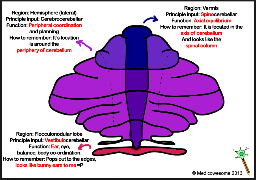 Medicowesome Cerebellum mnemonics
