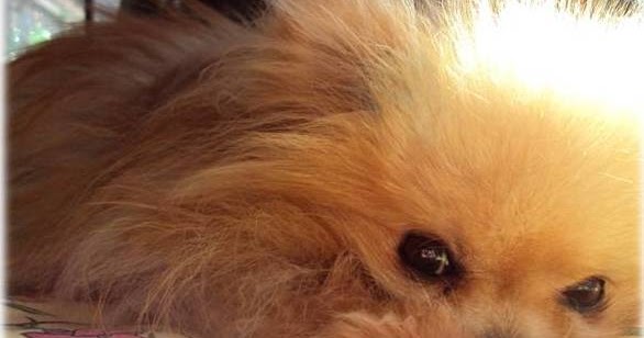 What Dog Treats Are Unsafe For Dogs What Dog Treats Are Unsafe For Dogs