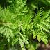 This herb Sweet Wormwood That Cures Cancer In Just 16 Hours !