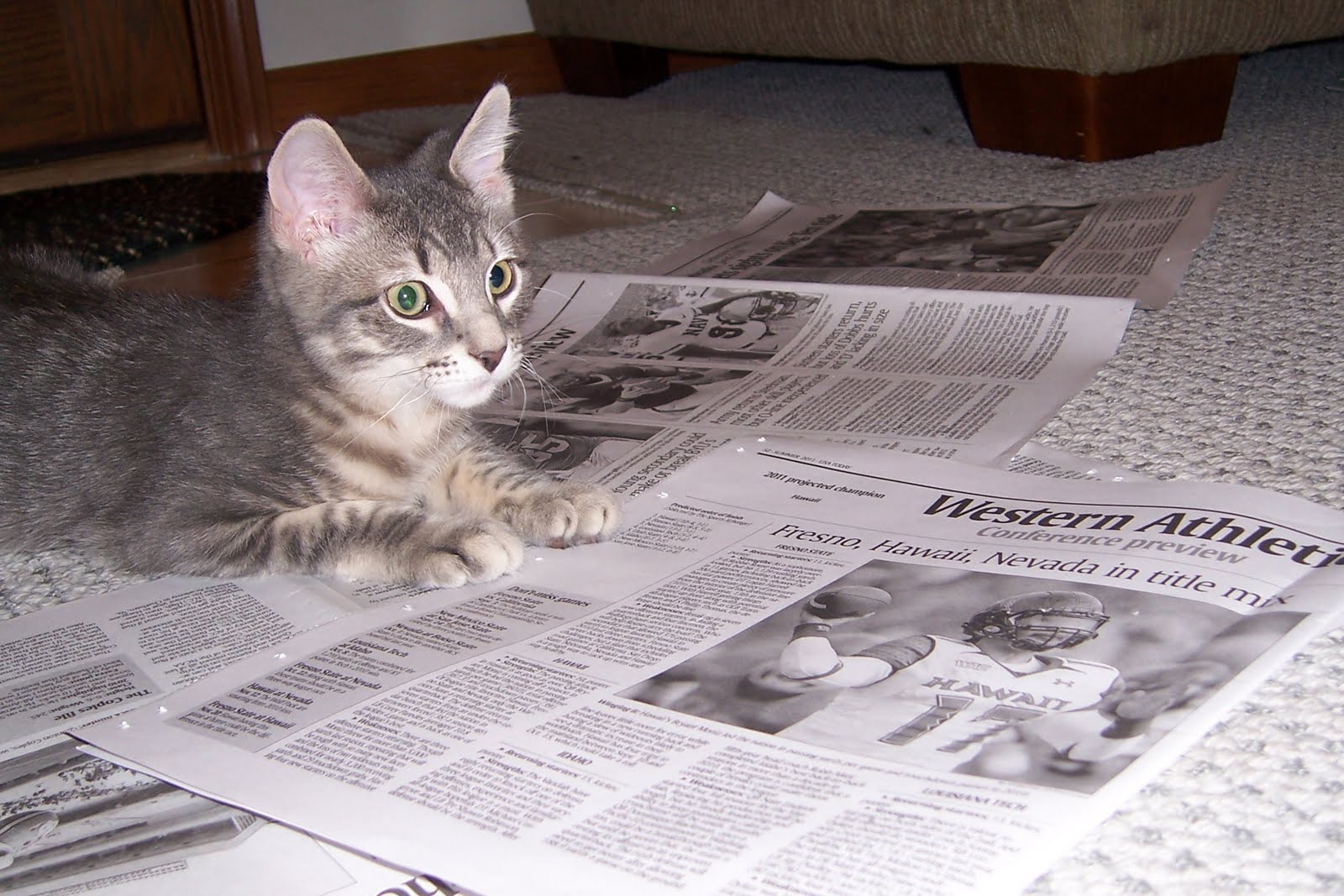 Cat And Newspaper