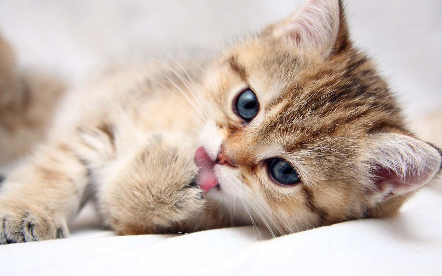 http://4.bp.blogspot.com/-MzZCzWI_6Xc/UIUQp1qPfzI/AAAAAAAAHpA/OTwHCJSWFAY/s4000/cats_animals_kittens_cat_kitten_cute_desktop_1680x1050_hd-wallpaper-753974.jpeg