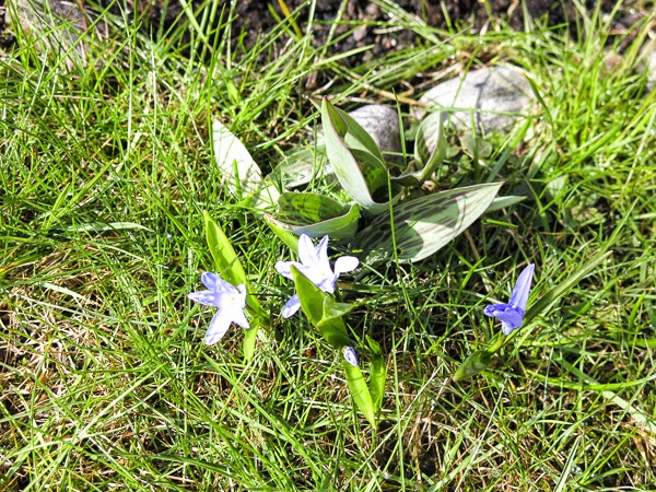 scilla och tulpan scilla och tulpan