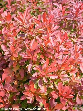 Plant Preview Full Of Admiration For This Blazing Barberry Full Of Admiration For This Blazing Barberry
