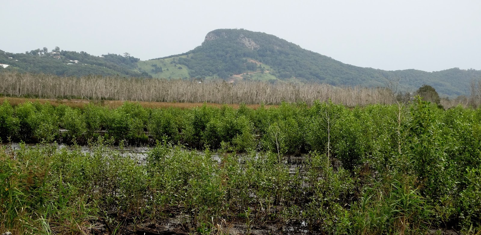 sunshinecoastbirds Yandina Creek Wetlands Update Council Rejects