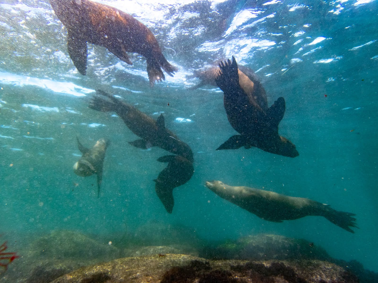 Diving La Jolla Cove With The Sea Lions First Church of The Masochist