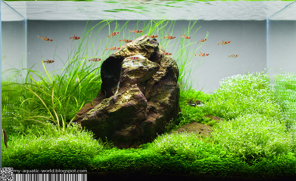 My-Aquatic World: ADA International Aquatic Plants Layout Contest