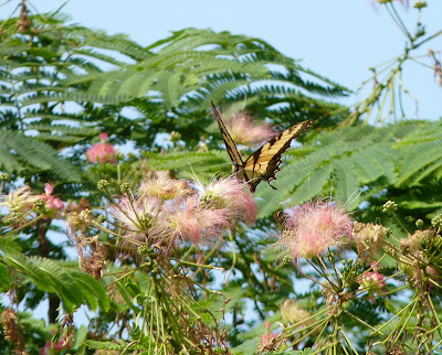 swallowtail