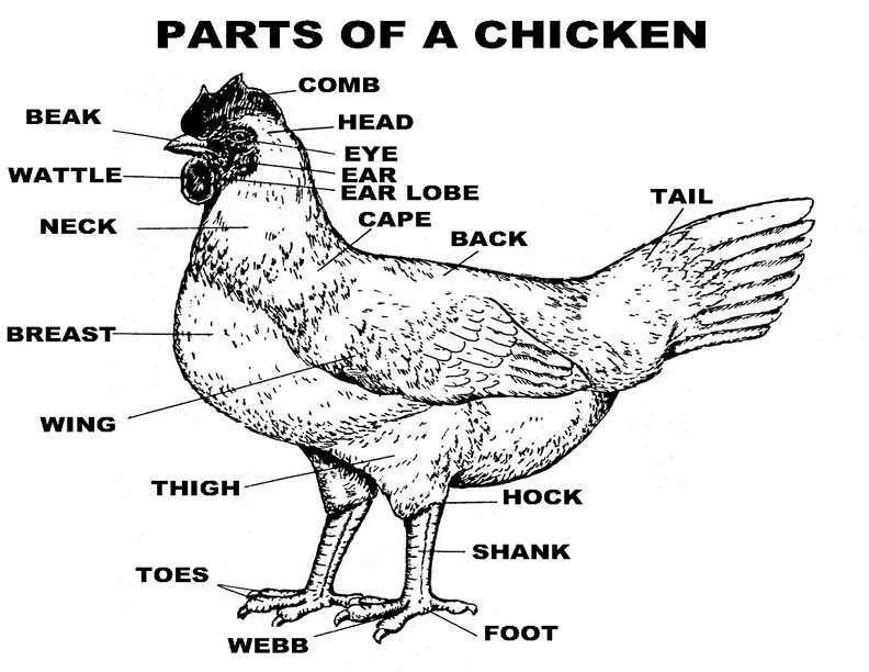 Ayam Kampung Asli Ori Deeinzz Parts Of Chicken Mengenal Bahagian Bahagian Ayam