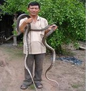 đố các bắc con này tầm mấy kg?