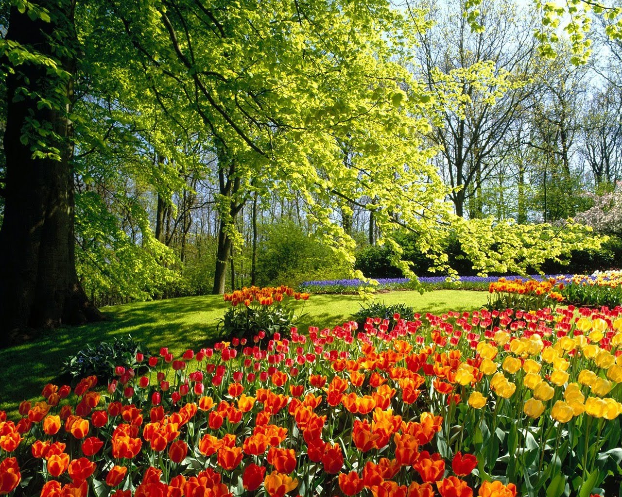 http://4.bp.blogspot.com/-N0bGQmfLGqc/Tai0fo8fzXI/AAAAAAAAAHg/iJc-HrHDWbM/s1600/spring_park_wallpaper_spring_nature_wallpaper_1280_1024_1215.jpg