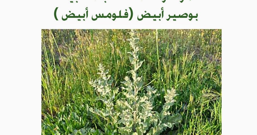 موسوعة الأعشاب الطبية بوصير أبيض فلومس أبيض White Mullein Verbascum Plicatum
