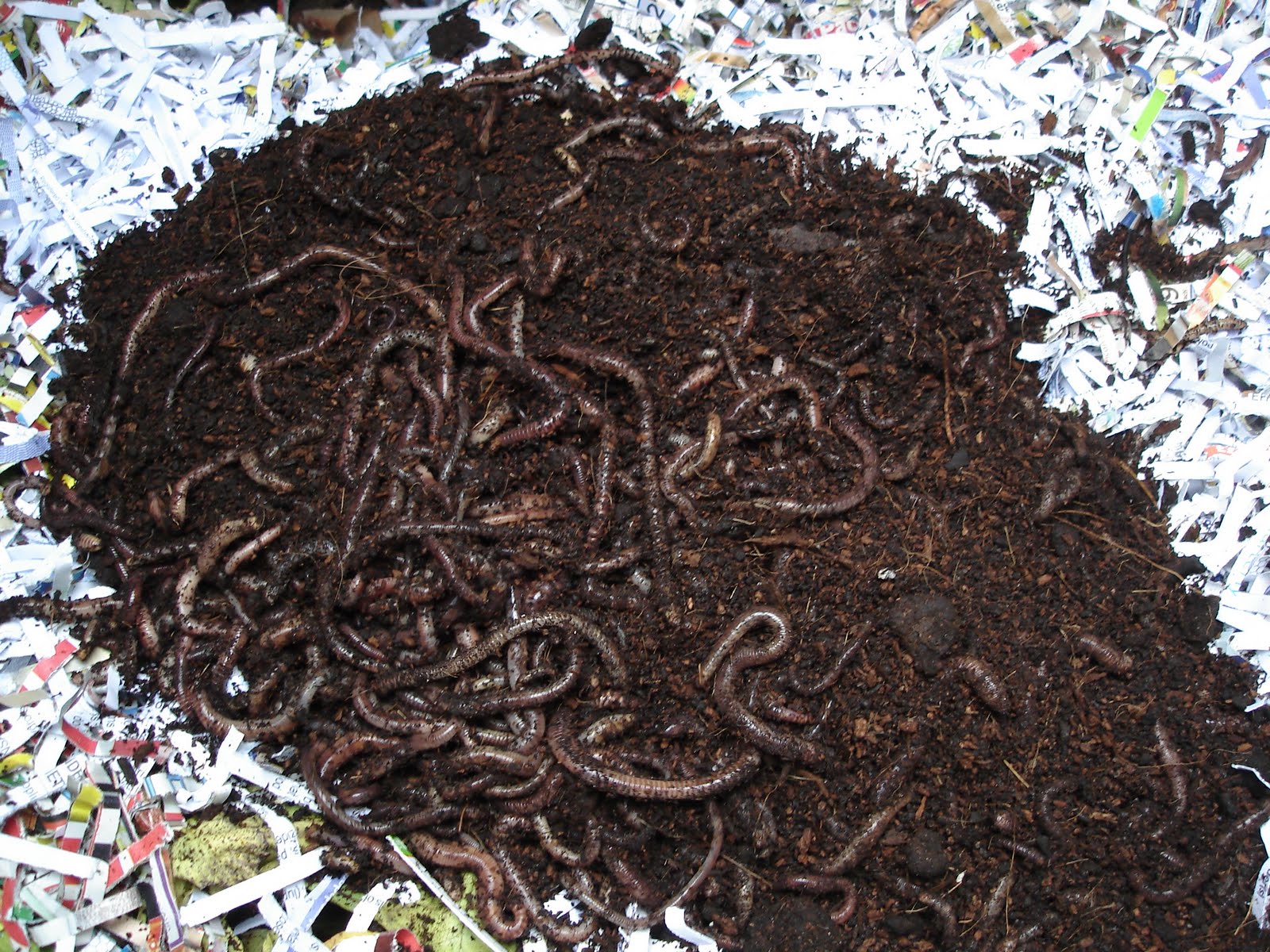 Down on the Allotment Wiggling Things!