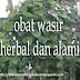 Daun Binahong Obat Wasir Alami Tanpa Operasi