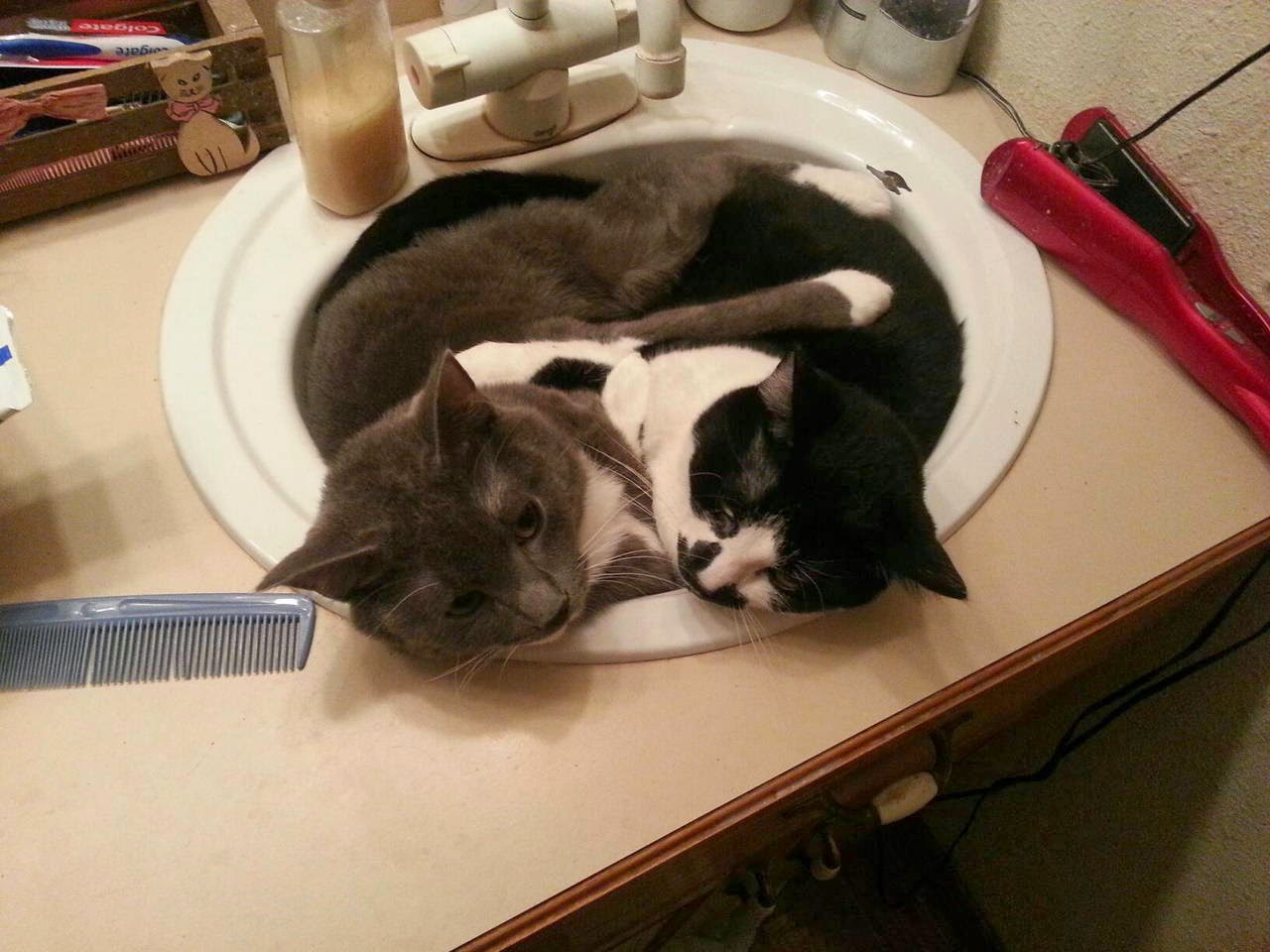 Funny cats - part 95 (40 pics + 10 gifs), cat pictures, two cats snuggling in a sink