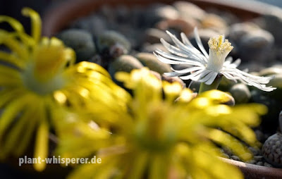 Lithops julii flower with two Lithops lesliei flowers in the foreground on September 30, 2014 White Lithops julii flower with two yellow Lithops lesliei flowers in the foreground, picture date 2014-09-30