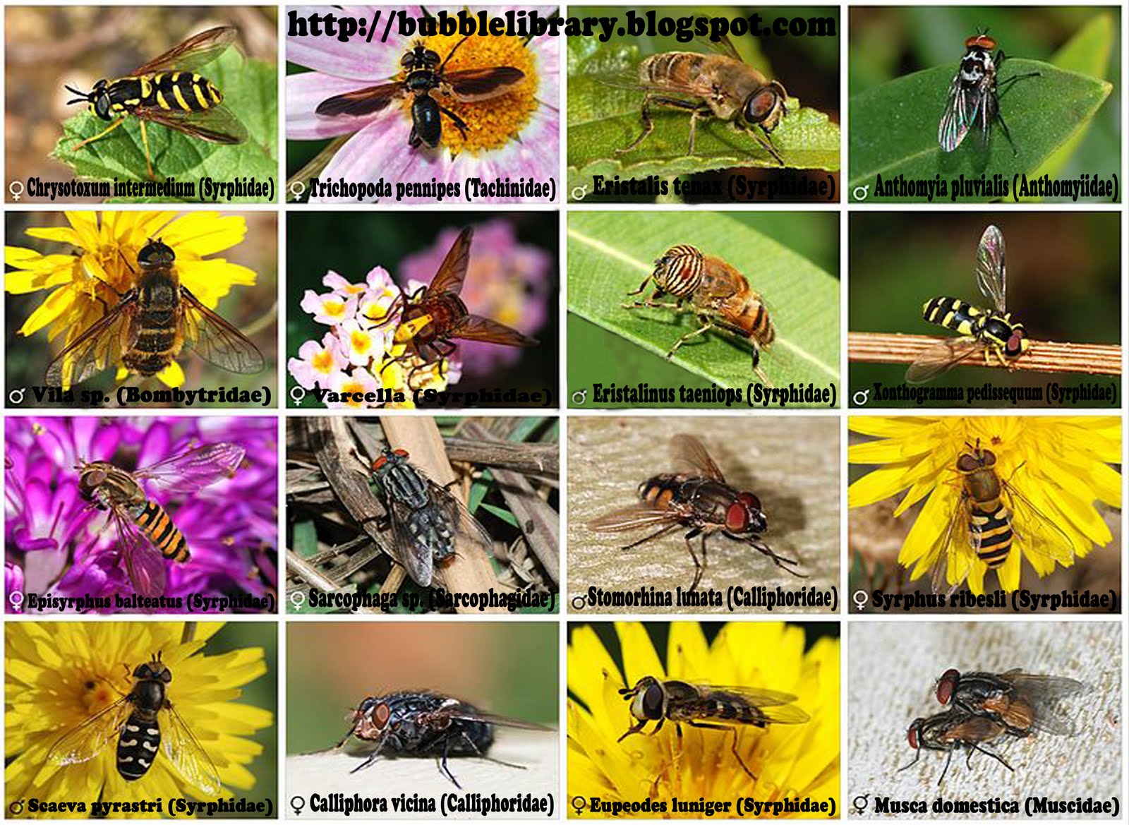 B u B b L e L i B R A R Y Where do flies go in the winter?