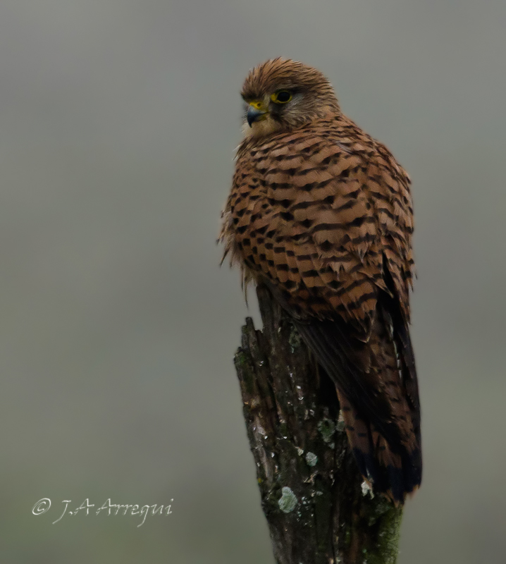 Cernícalo vulgar, Falco tinnunculus, Kestrel Cernícalo vulgar, Falco tinnunculus, Kestrel