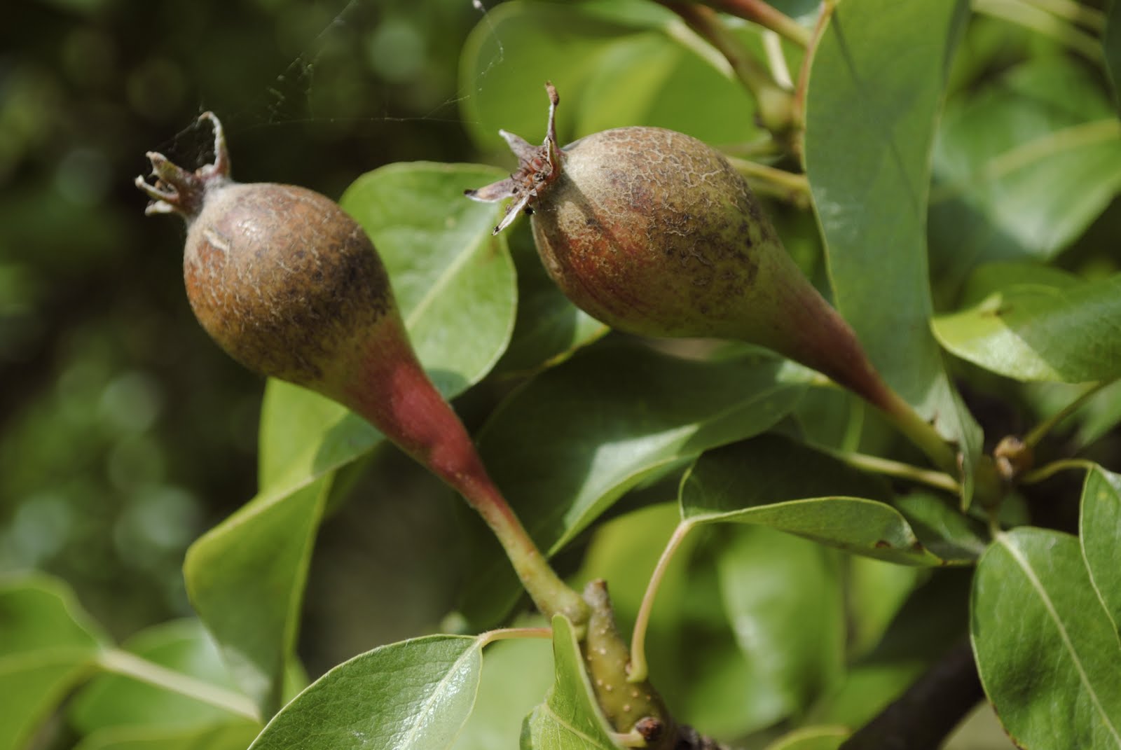 Where do pears grow?