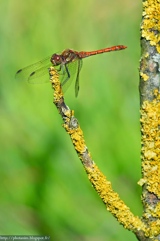 sympetrum striolatum seine et marne sympetrum striolatum