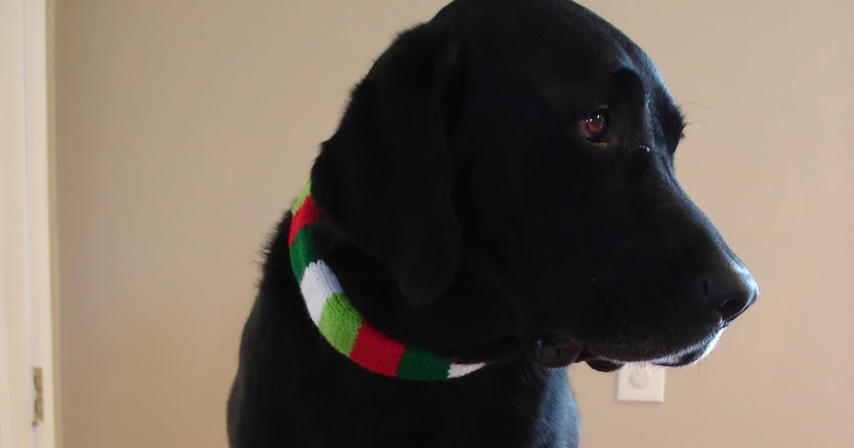 Fiber Flux Free Knitting Pattern...Festive Dog Collar Sleeve!