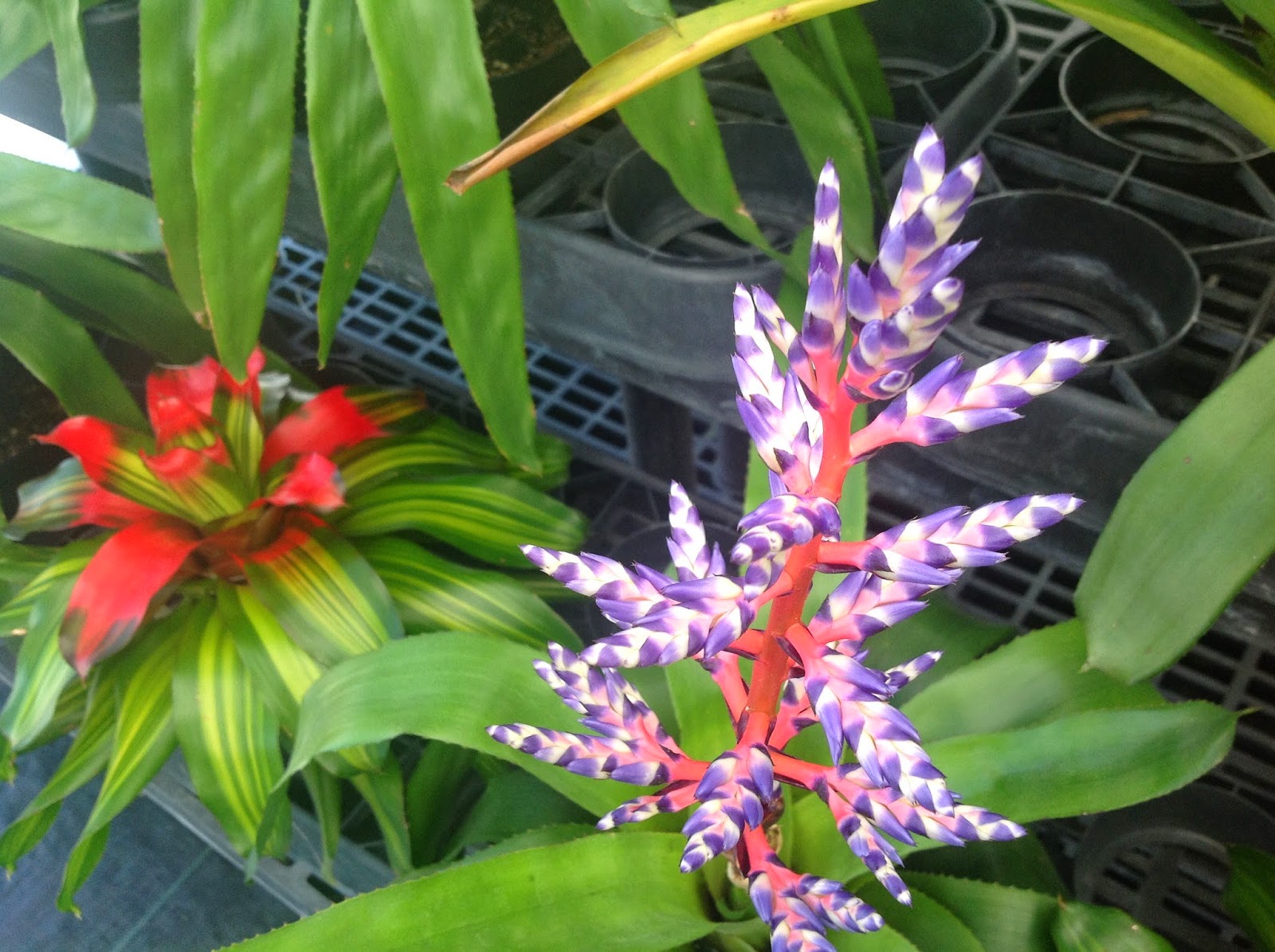 HeyPlantMan! Exotic Tropical Plants from St. Pete FL Winter in Florida