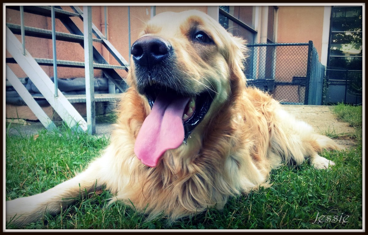 Golden Retriever Jessie Haziran 2012