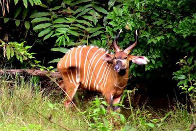 cameroon suerte campo