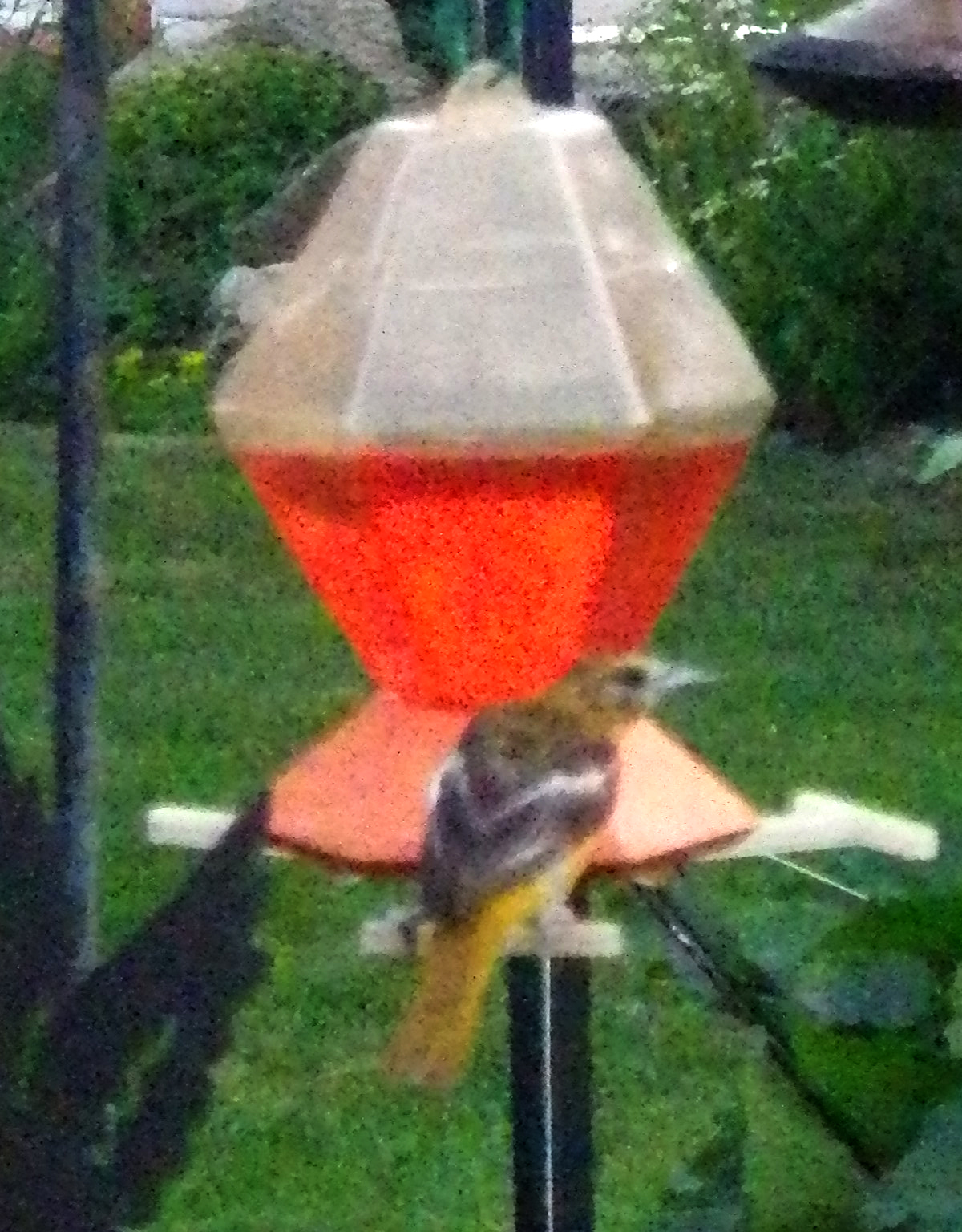 id mommy make your own hummingbird oriole food id mommy make your own hummingbird oriole food