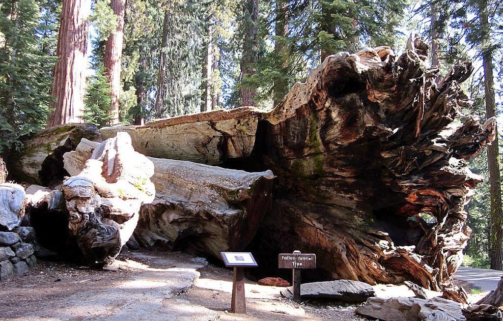 Moon To The Wawona Tunnel Tree Moon To
