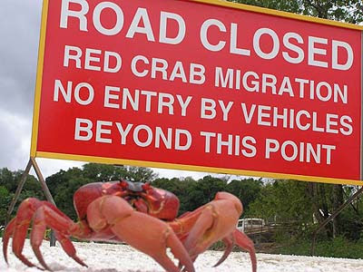 migracion del cangrejo rojo, christmas island