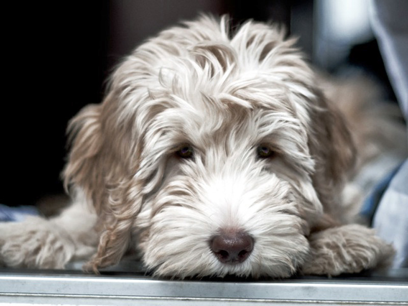 Labradoodle Puppy Pictures HD | All HD Wallpapers