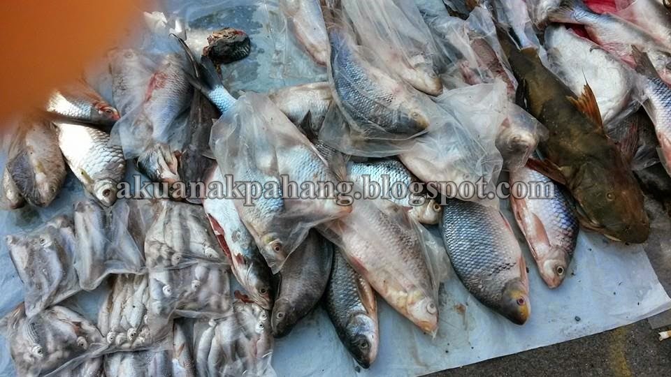 H2o2 Kemeriahan Ikan Sungai Pahang Pekan Sehari Jerantut H2o2 Kemeriahan Ikan Sungai Pahang Pekan Sehari Jerantut
