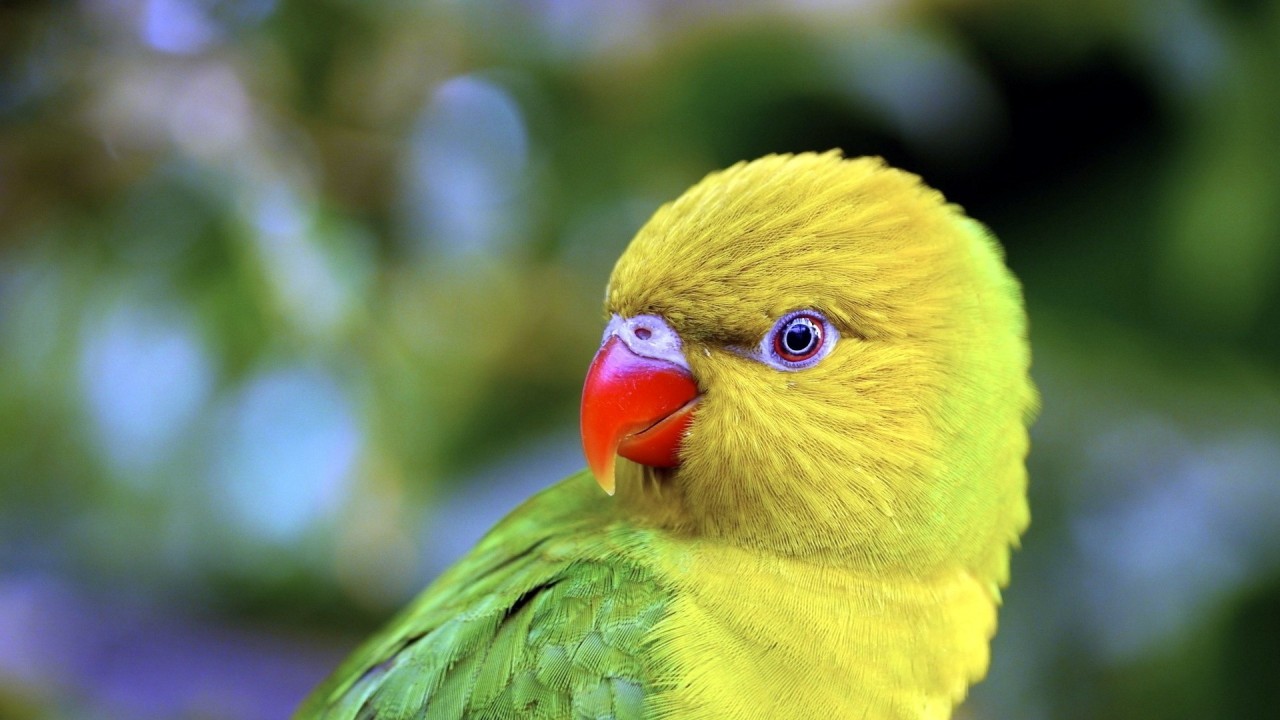 parrot_beak_color_bird | Diferent Photos