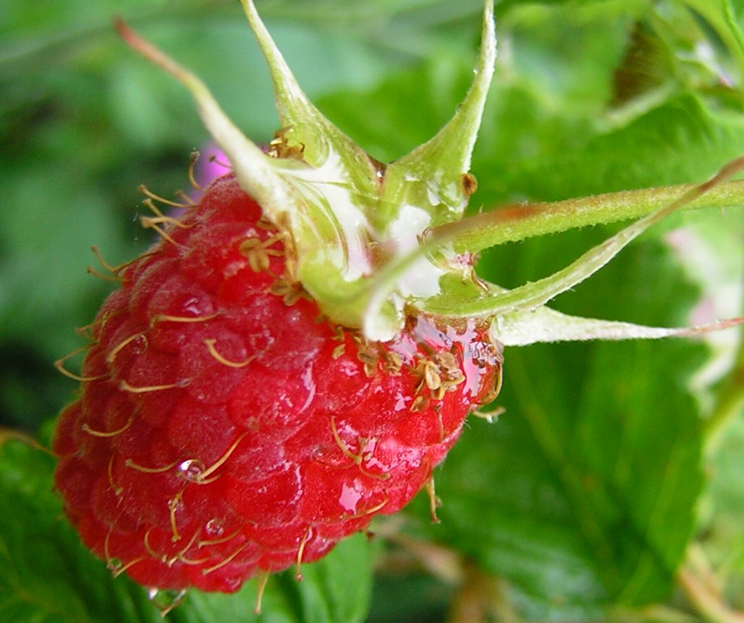 Raspberry Fruits And Vegetables
