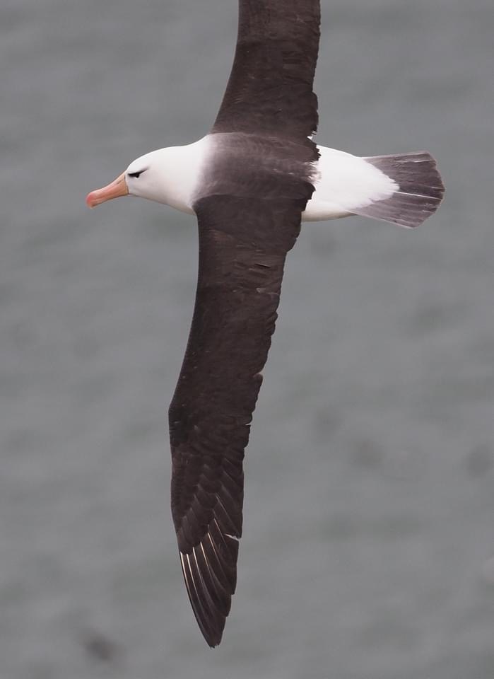 BLACK BROWED ALBATROSS-BEMPTON CLIFFS-EAST YORKSHIRE-3RD JULY 2020