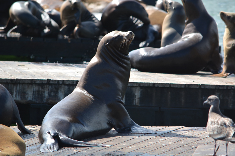 cozy birdhouse | san francisco pier 39 sea lions