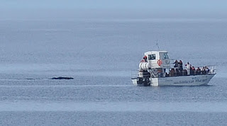 Whale Watching tour in Patagonia