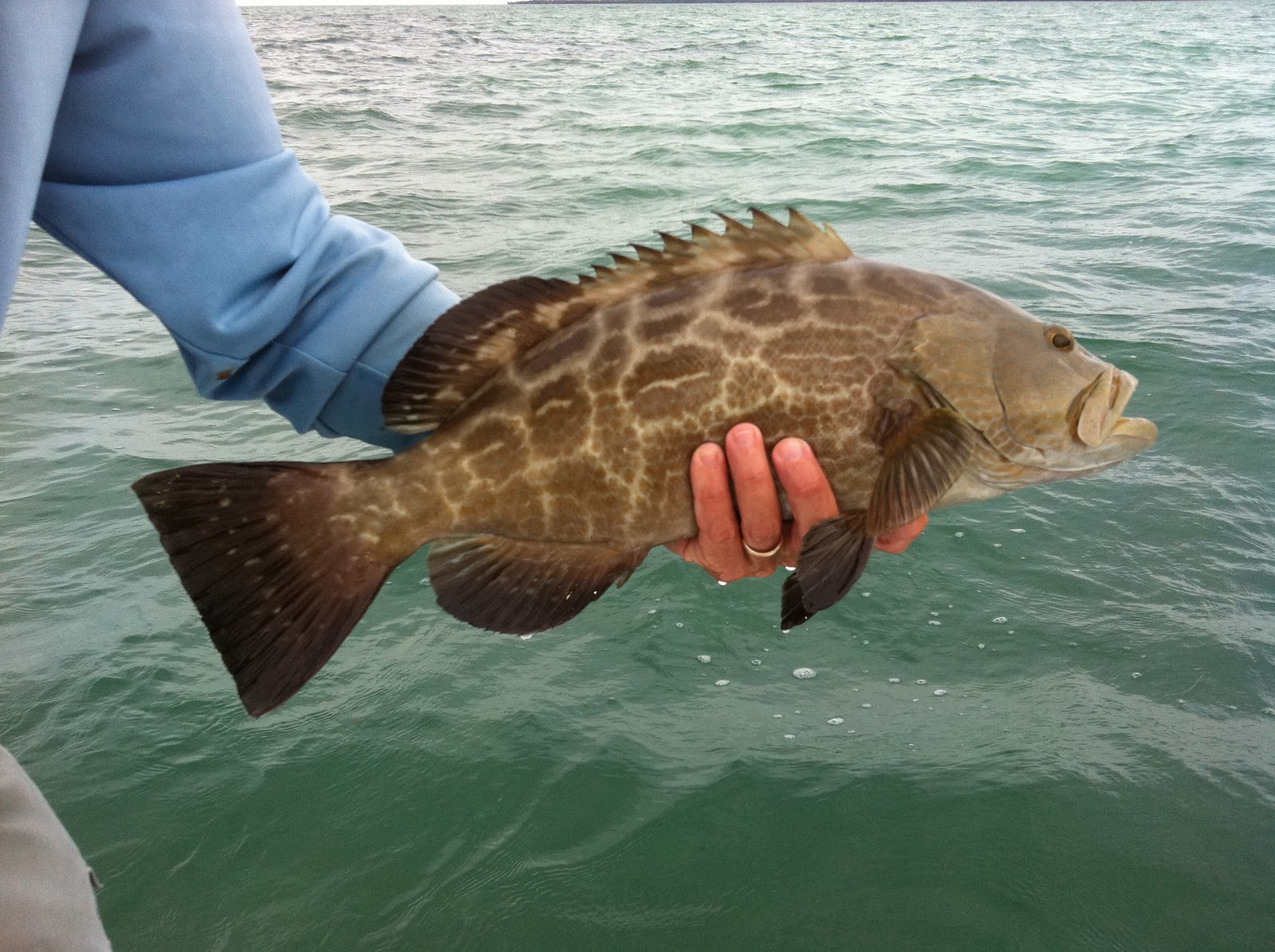The Key West Flats Angler Key West Backcountry Fishing