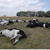 ARGENTINA.- Murieron más de 100 vacas lecheras por la "ola de calor" en Córdoba