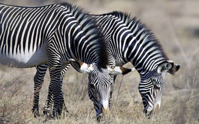 வர்ண மயமான விலங்குகள்! Zebra+1+%25284%2529