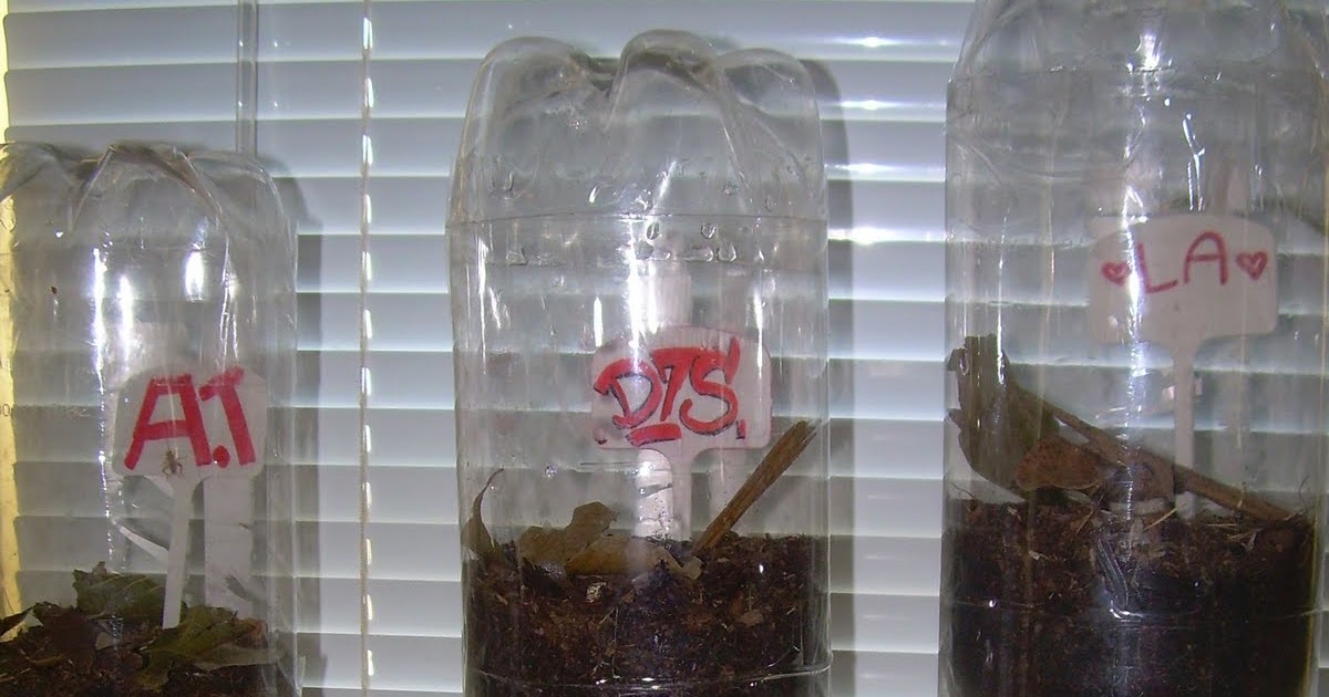 Ecology Blog Pop Bottle Ecosystem