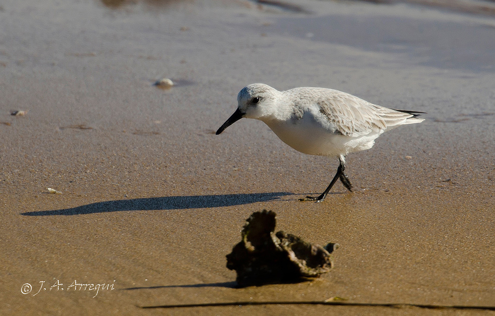 Correlimos tridactilo, Calidris alba, Sanderling Correlimos tridactilo, Calidris alba, Sanderling