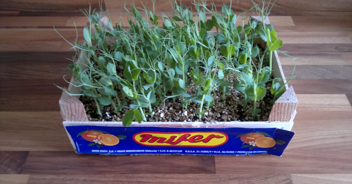 Thrifty Household Pea Shooters