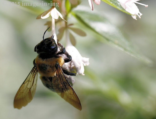 Bumble Bee on Blossom Photo