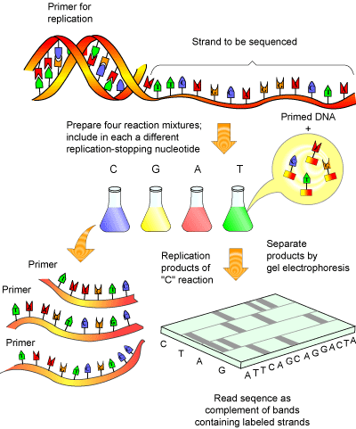 Multiple Choice Questions on Genetic Engineering and Recombinant DNA  technology