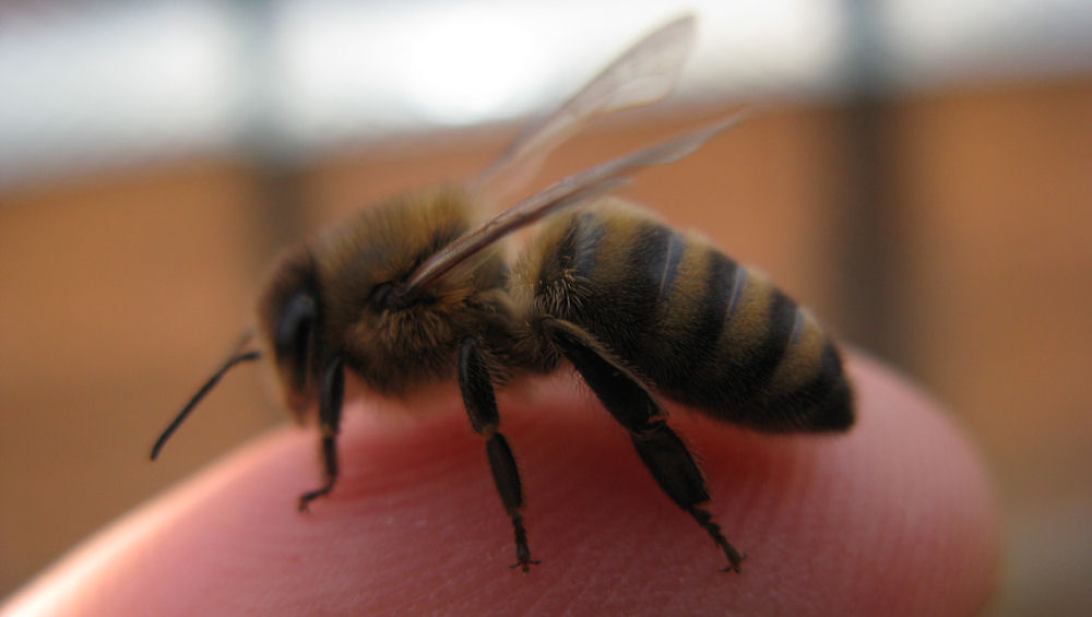 Karniyol arı