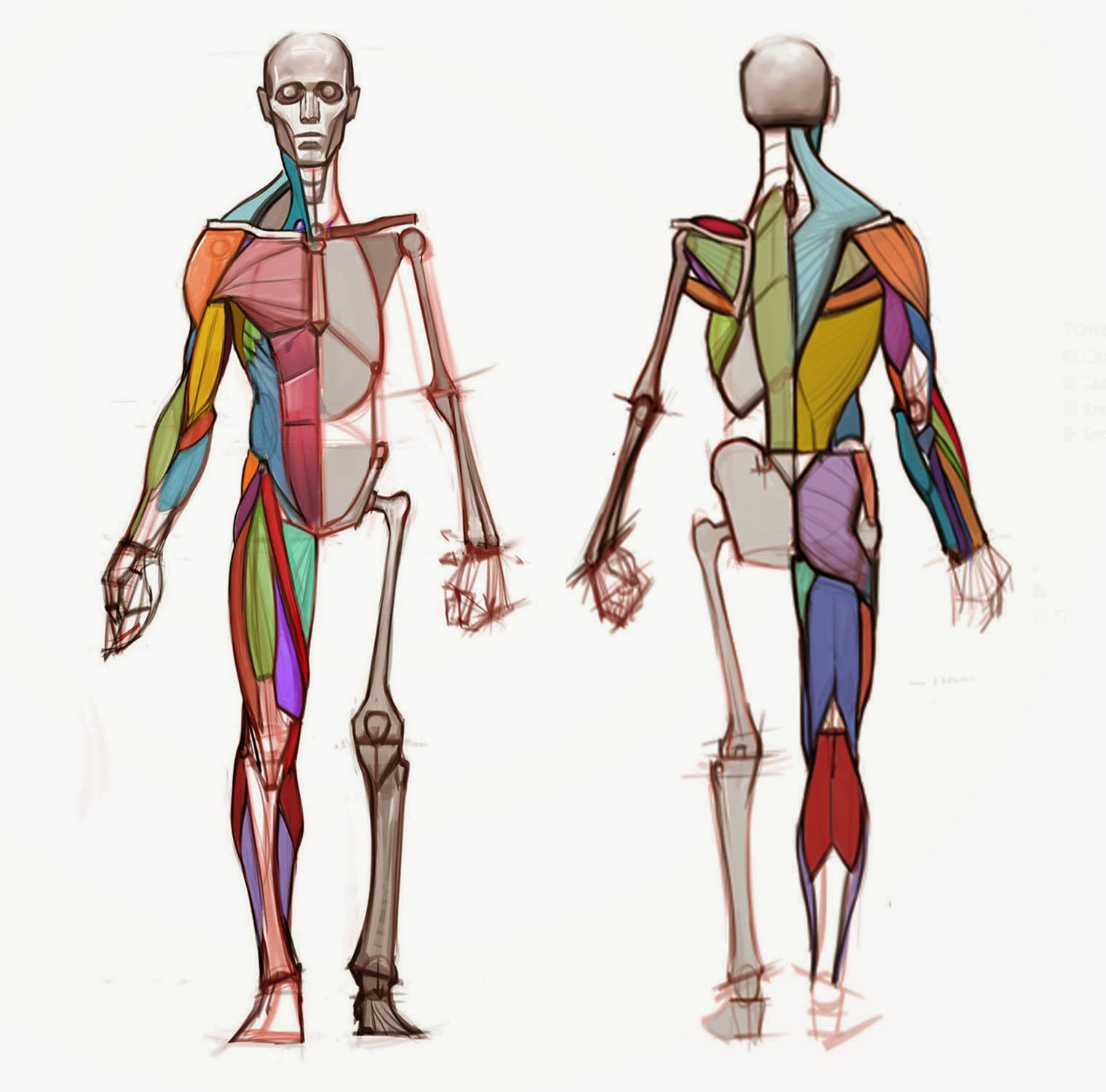 Cartoon Sketch Male Anatomy Drawing for Kindergarten