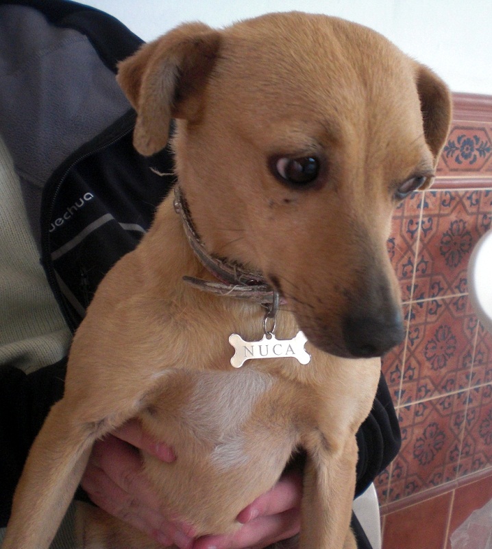 NOBLE GALGO: SEVILLA.NUCA,PERRA PERDIDA: URB. TORREPALMA, (CARMONA)