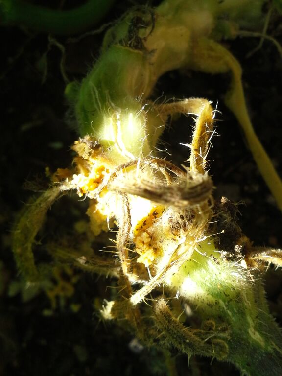 Performing Squash Surgery to Kill the Squash Vine Borer The Suburban