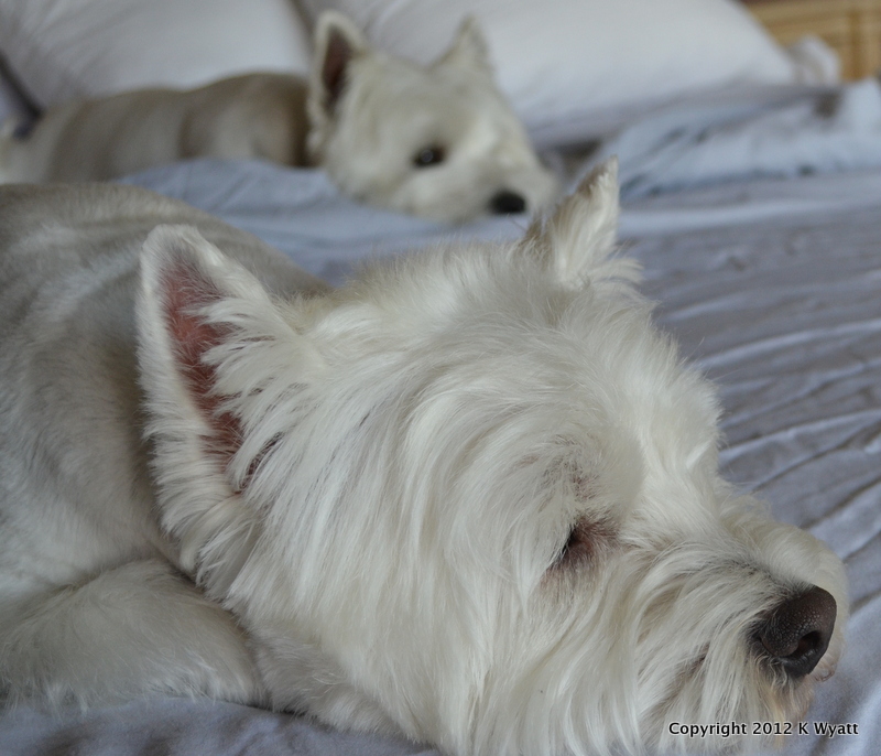 Westie Julep Grooming The Westies & Fabric Shopping